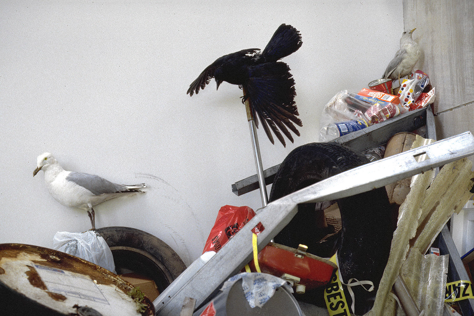 installation with taxidermied birds and found garbage